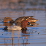 Common Pochard